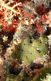 Sipadan_2015_Crevette de Thor_Thor amboinensis_IMG_3098_rc